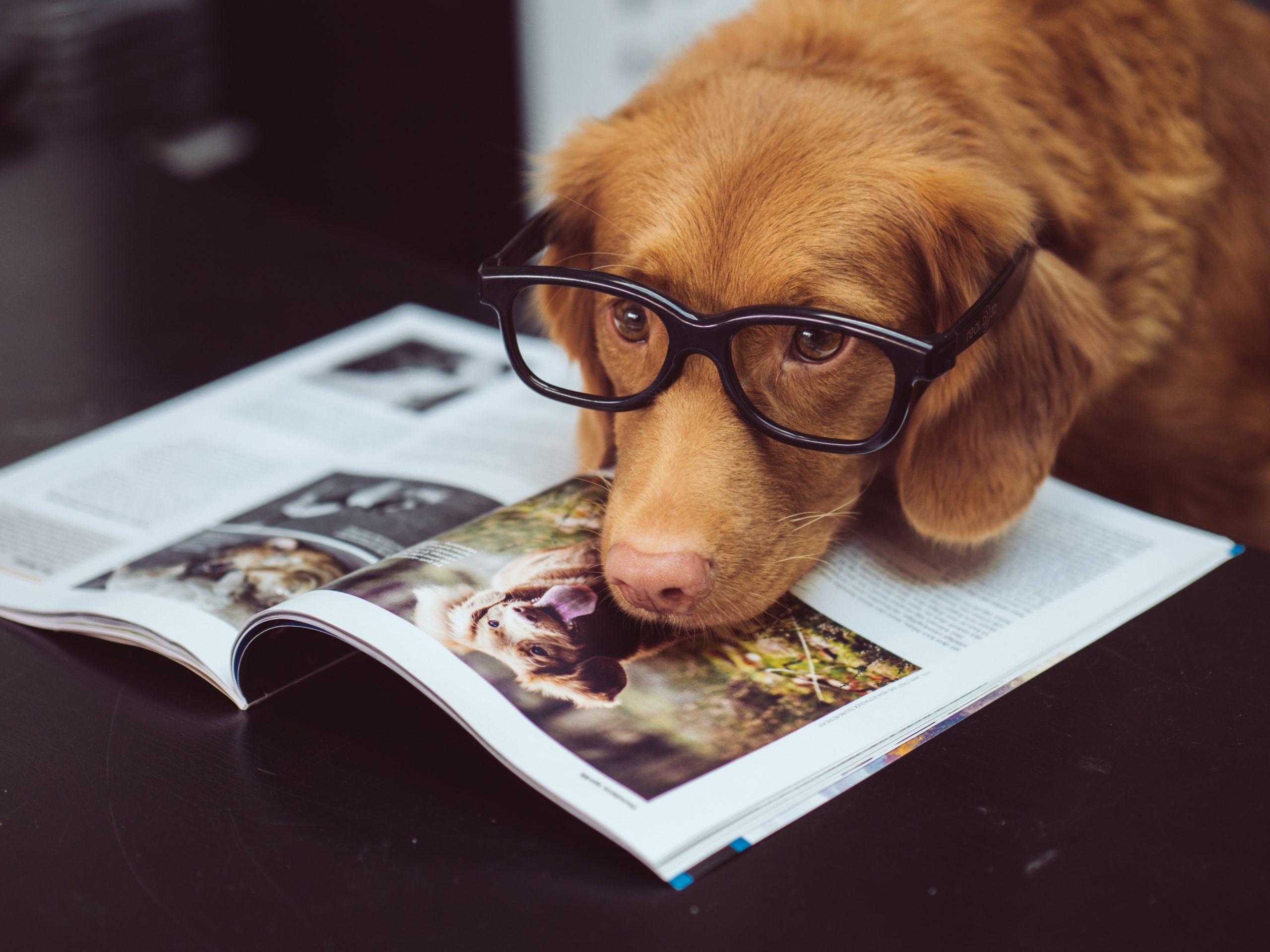 Dog with glasses reading magazine